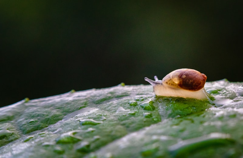 Caramujo sobre folha em área verde