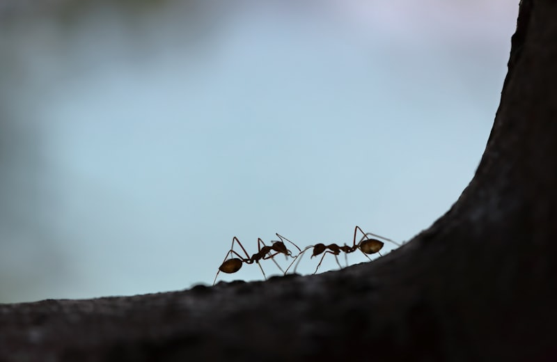 Formigas em trilha sobre superfície