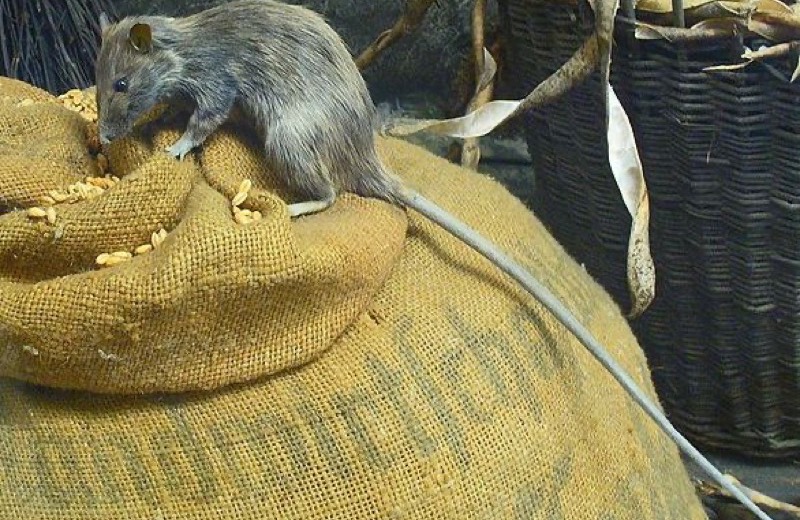 Rato preto sobre sacaria de grãos em depósito
