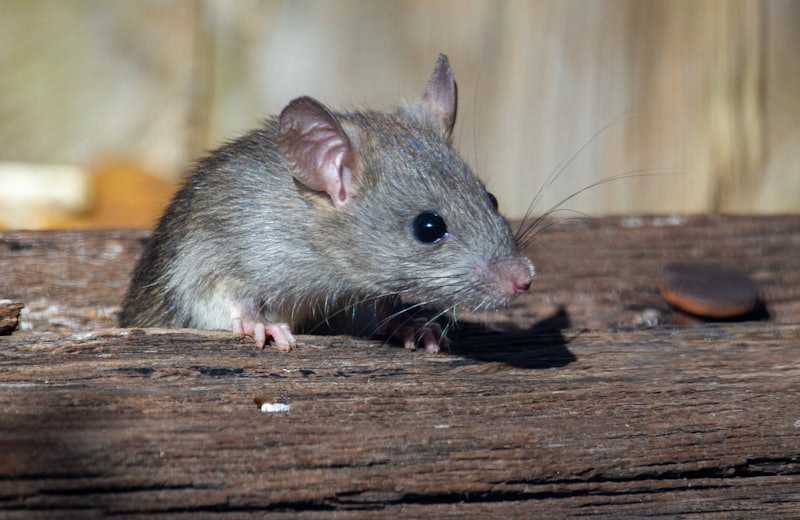 Rato marrom sobre superfície de madeira